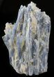 Kyanite Crystal Cluster with Quartz - Brazil #45008-2